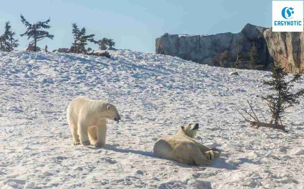 Los osos polares mueren de hambre por culpa de la humanidad