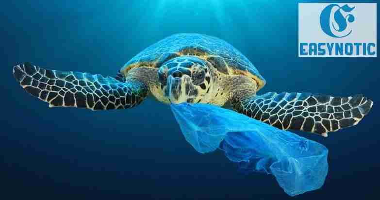 Plástico en los océanos, Un problema para las especies marinas