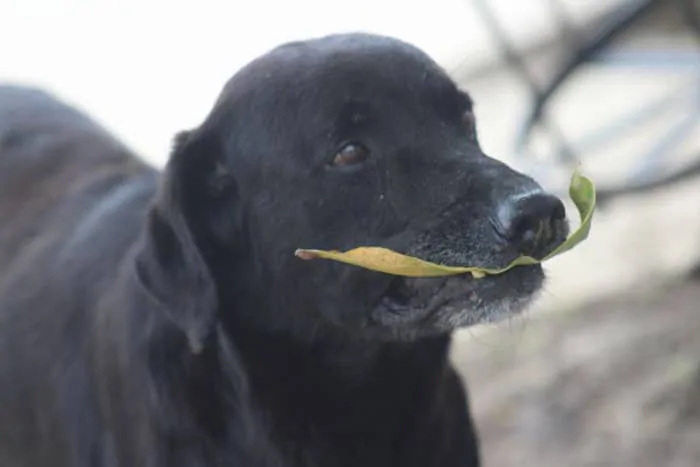 Perro paga con hojas de árbol en cafetería a cambio de galletas